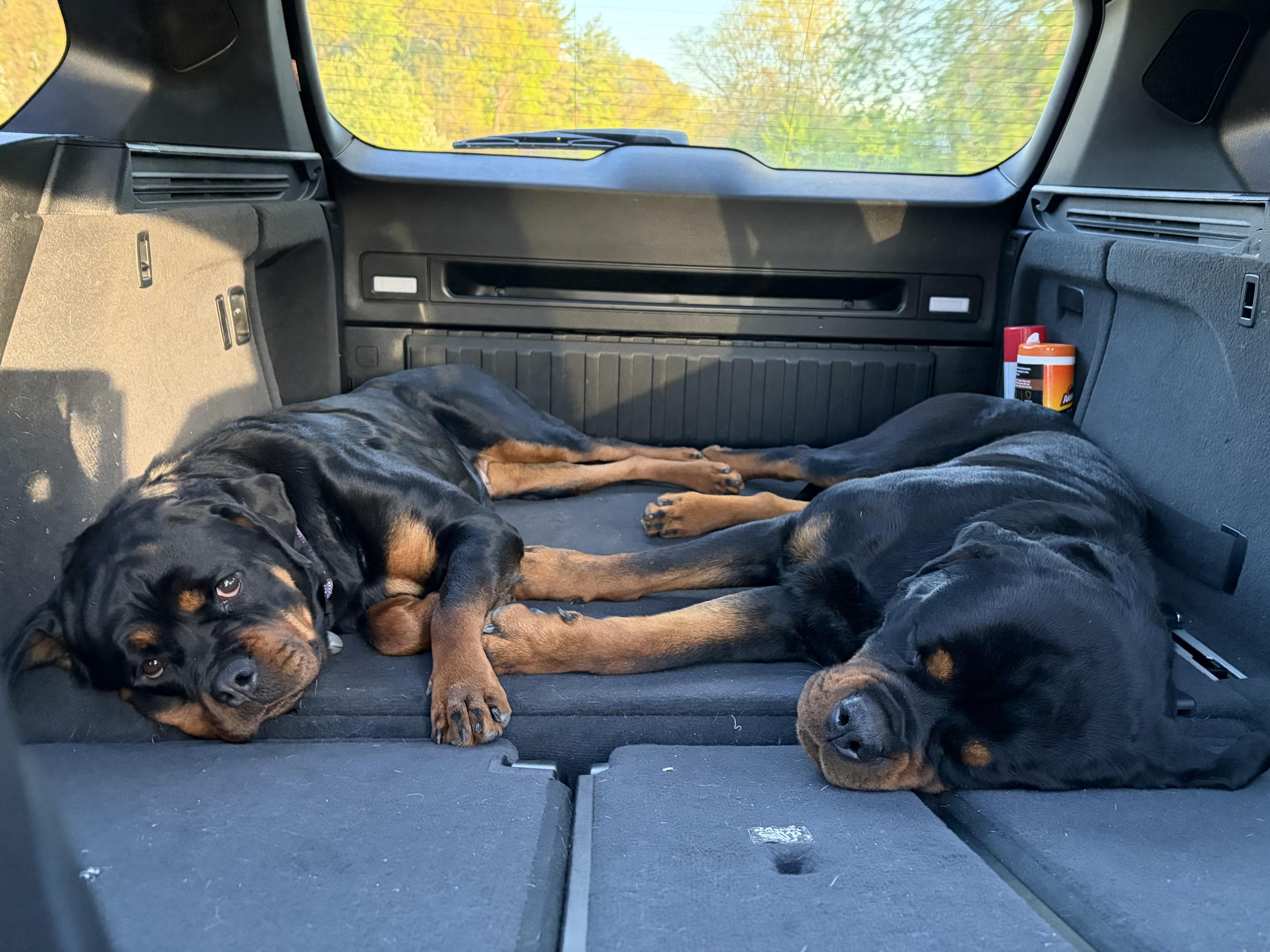 Enlarge Biggs, a Adopted Rottweiler in Prospect, CT image 5/5