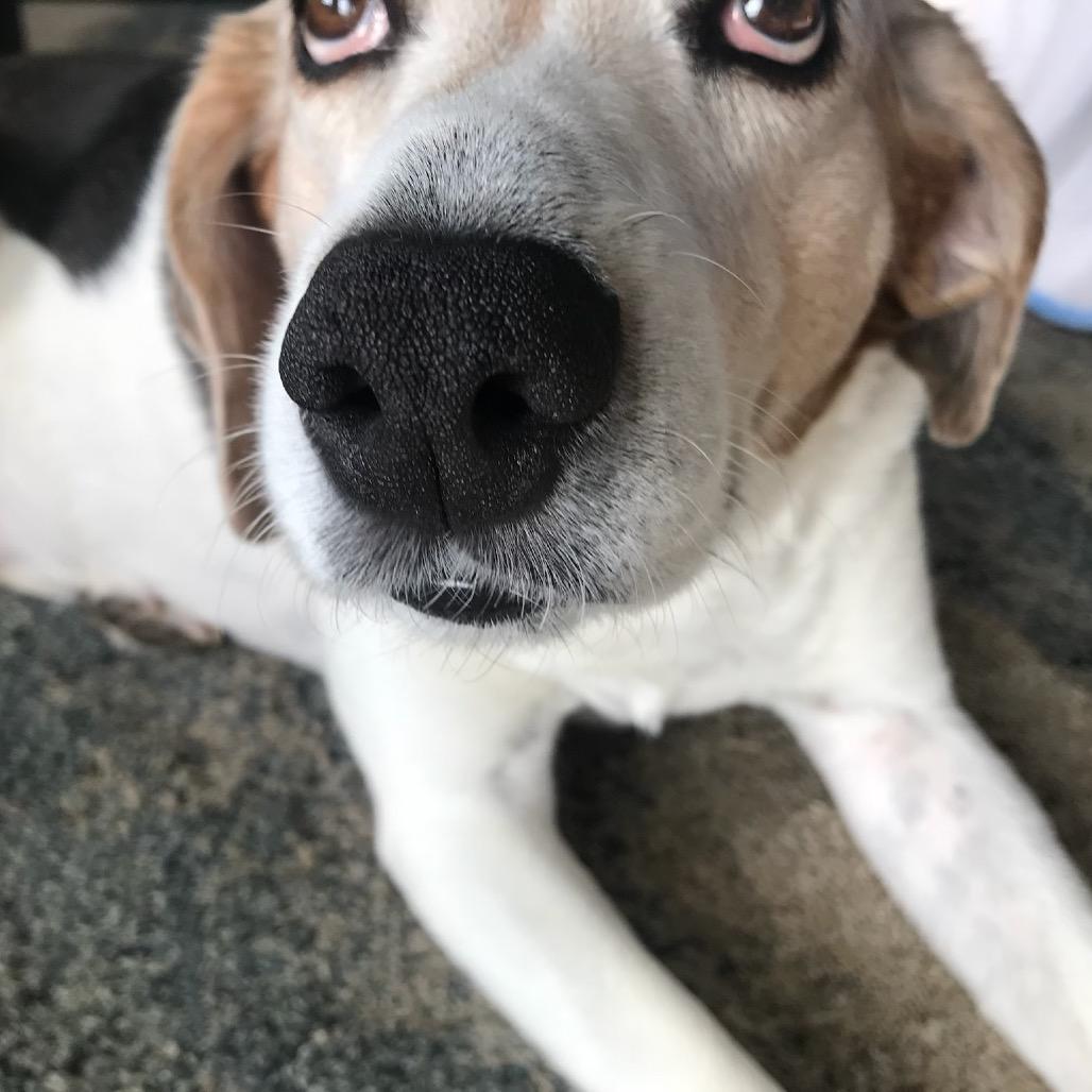 Molly, a Adoptable Treeing Walker Coonhound in Parkton, MD image 2/6