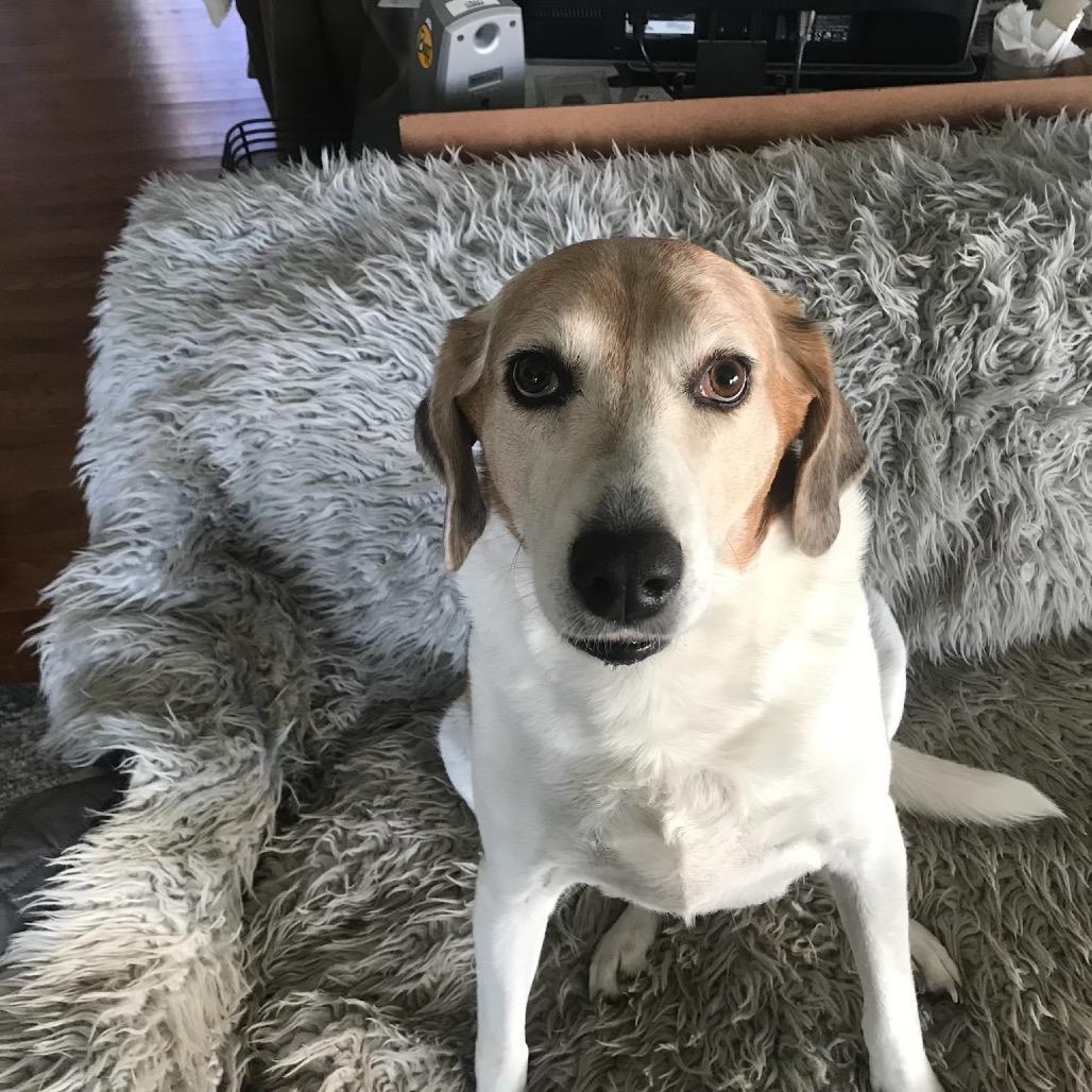 Molly, a Adoptable Treeing Walker Coonhound in Parkton, MD image 3/6