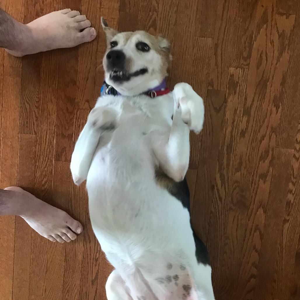Molly, a Adoptable Treeing Walker Coonhound in Parkton, MD image 4/6