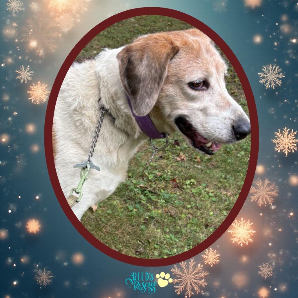 Molly, a Adoptable Treeing Walker Coonhound in Parkton, MD image 2/2