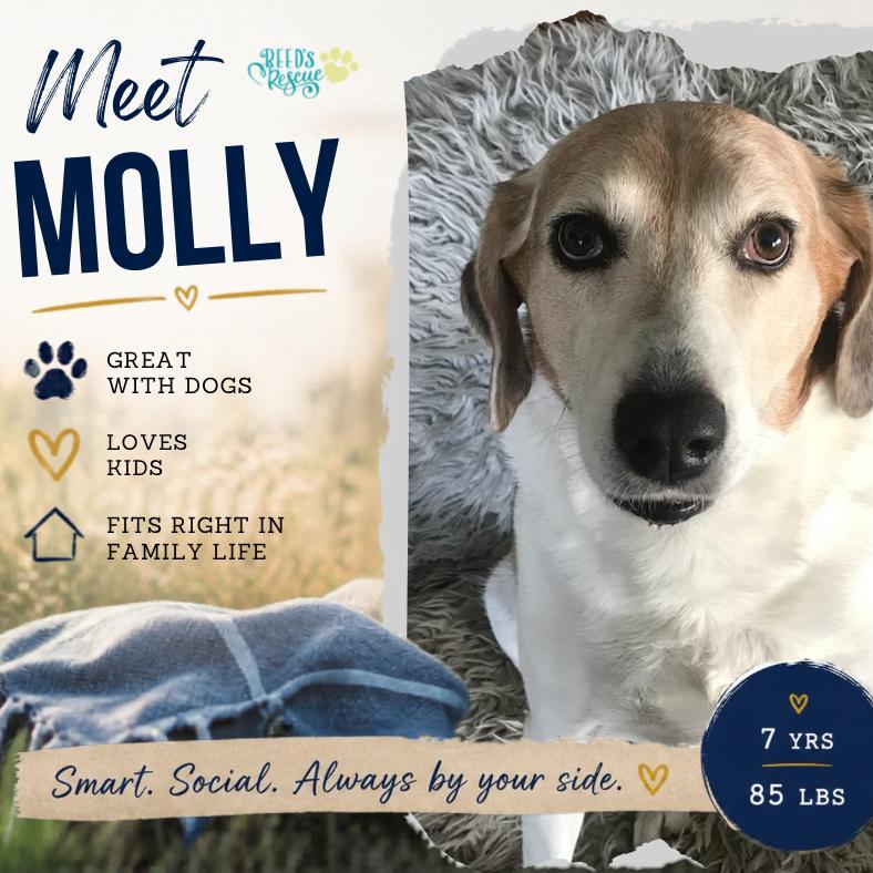 Molly, a Adoptable Treeing Walker Coonhound in Parkton, MD image 5/6