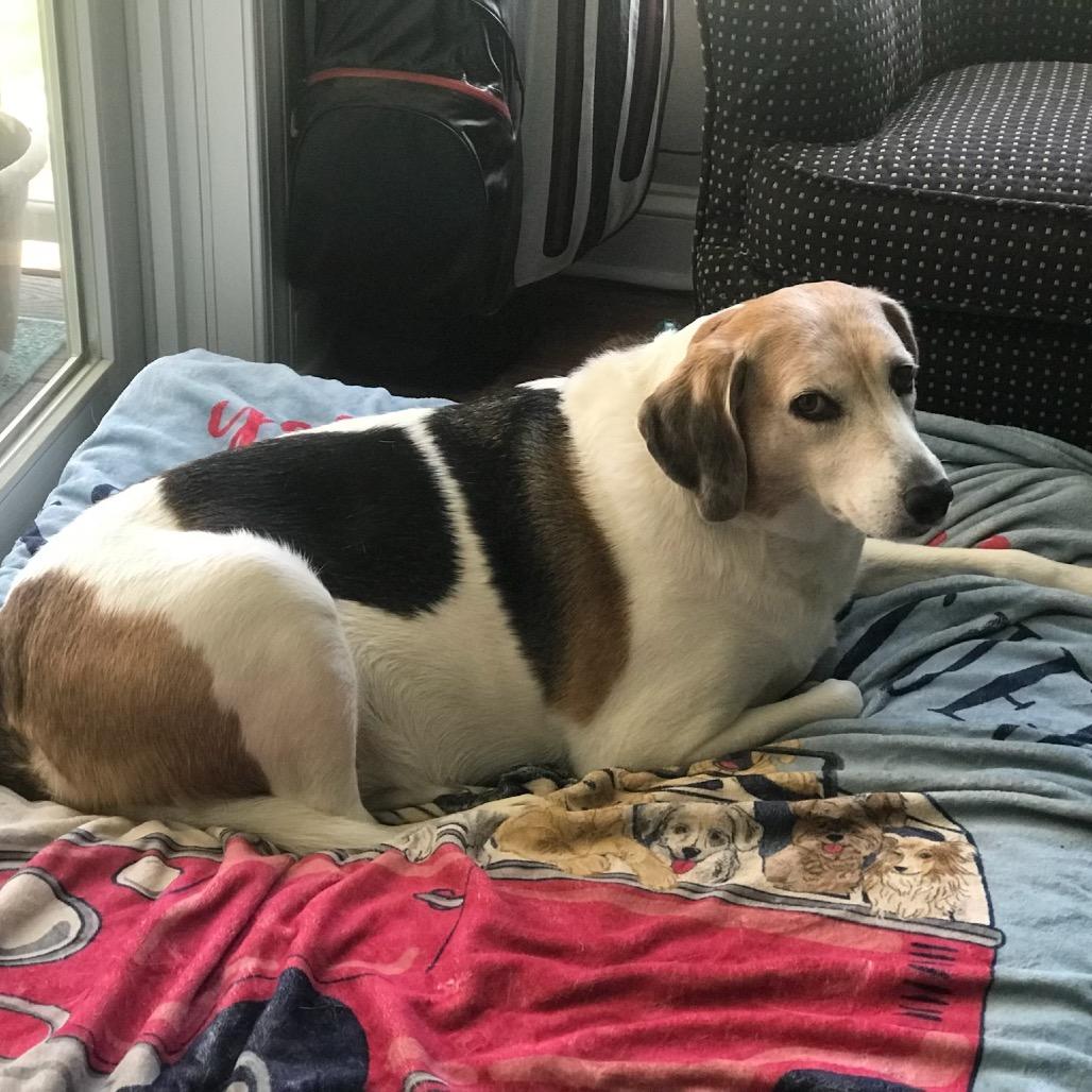 Molly, a Adoptable Treeing Walker Coonhound in Parkton, MD image 6/6