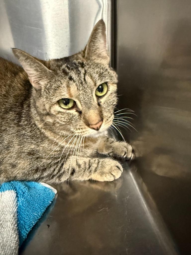 Sadie, Adoptable, Adult Female Domestic Short Hair.