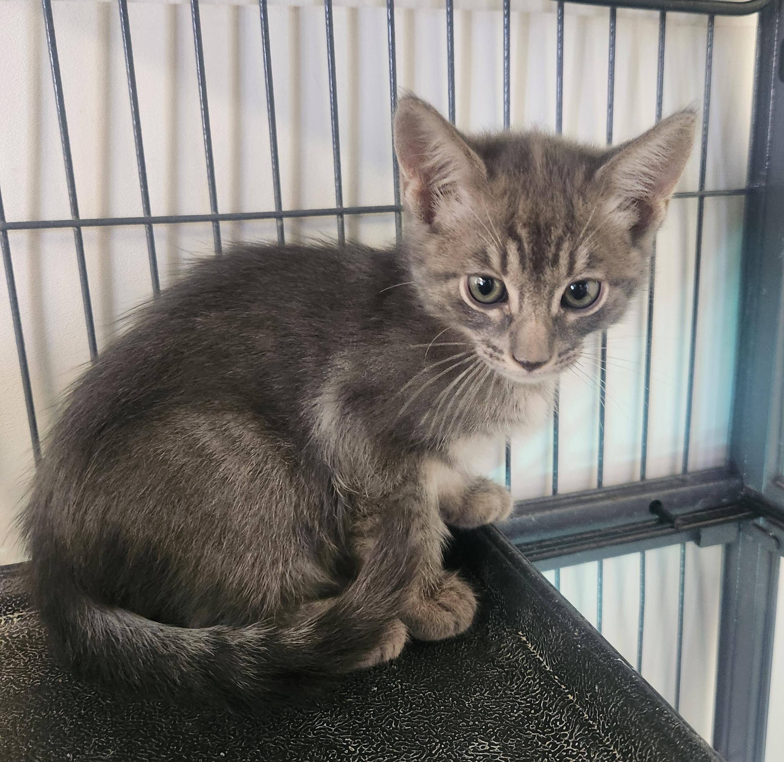 Clint, adopted, Kitten Male Domestic Short Hair.