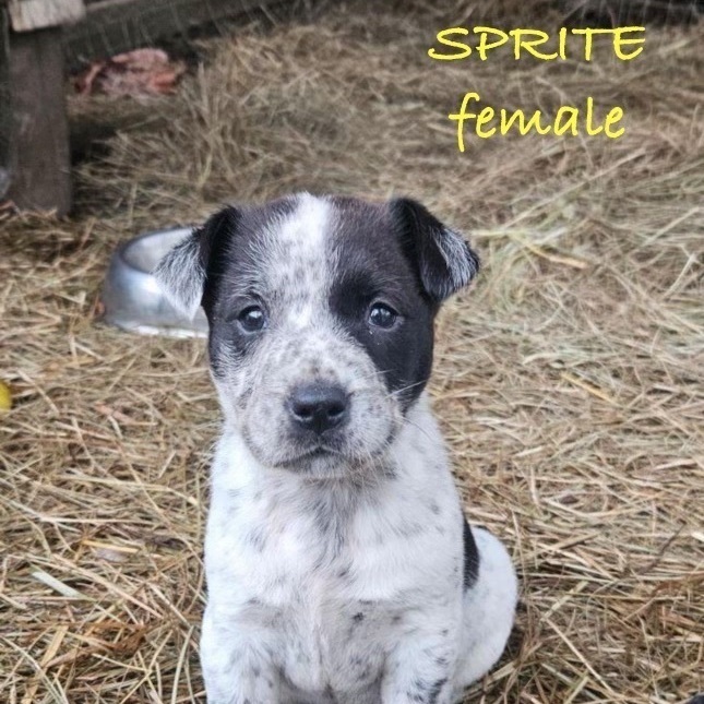 SPRITE - ARRIVED IN MAINE 3