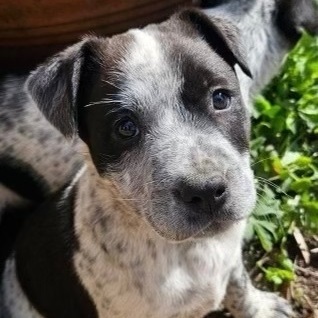 SPRITE - ARRIVED IN MAINE 4