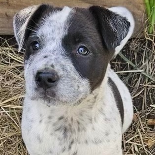 SPRITE - ARRIVED IN MAINE 5