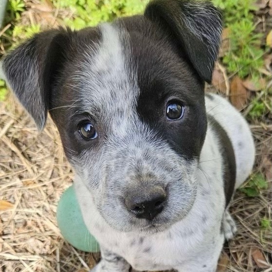 SPRITE - ARRIVED IN MAINE 1