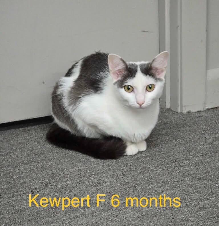Enlarge Kewpert, a ADOPTABLE Domestic Short Hair in Fort Payne, AL image 1/1