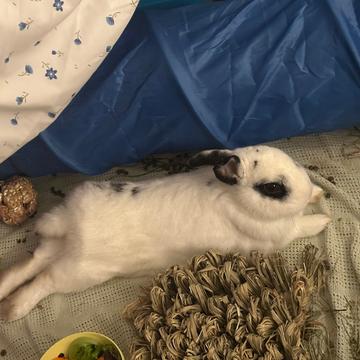 Bunson Boone - Available from Foster, a Adoptable Hotot in South Burlington, VT image 2/6