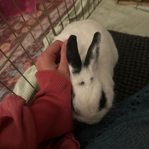 Bunson Boone - Available from Foster, a Adoptable Hotot in South Burlington, VT image 3/6