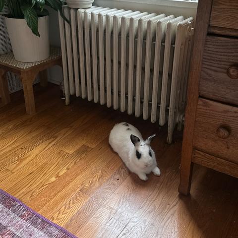 Enlarge Bunson Boone, a Adoptable Hotot in South Burlington, VT image 4/6
