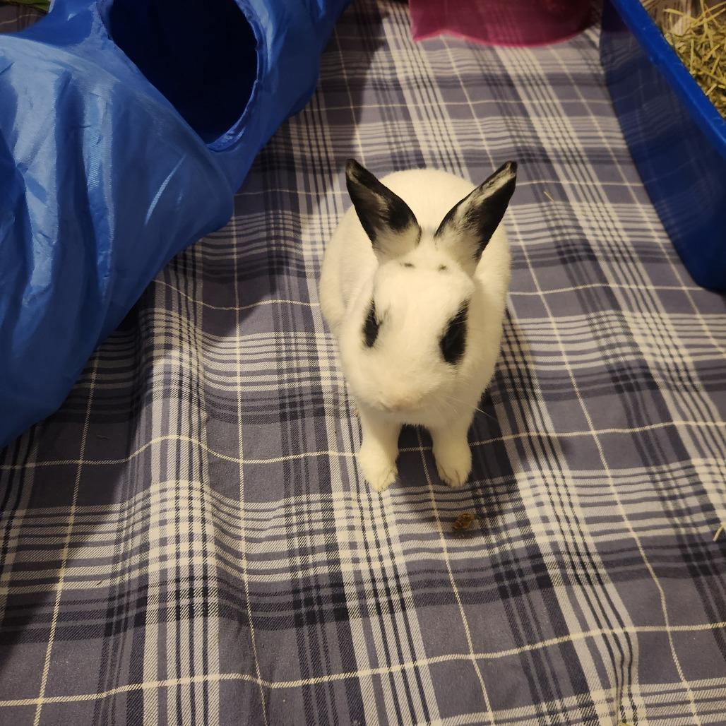 Bunson Boone - Available from Foster, a Adoptable Hotot in South Burlington, VT image 5/6