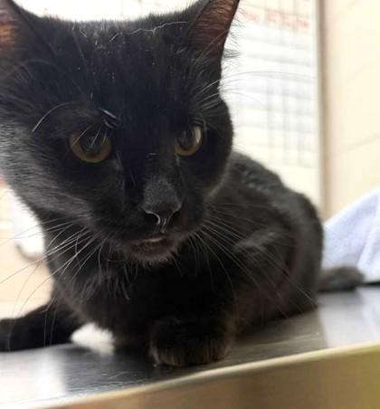 Selene, Adoptable, Adult Female Domestic Short Hair & Domestic Short Hair.