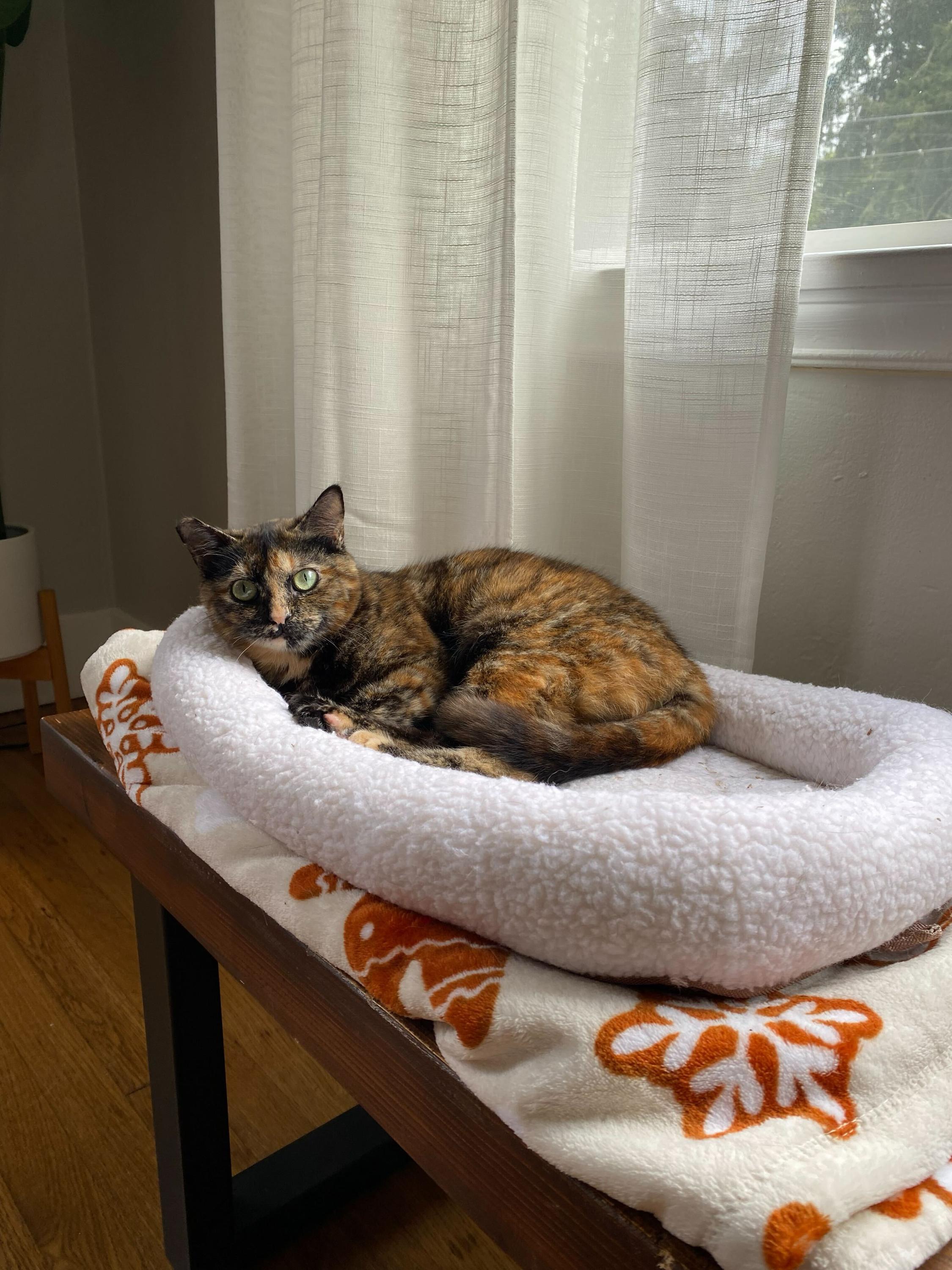 Tina and Louise, a ADOPTABLE Domestic Short Hair in Seattle, WA image 4/6