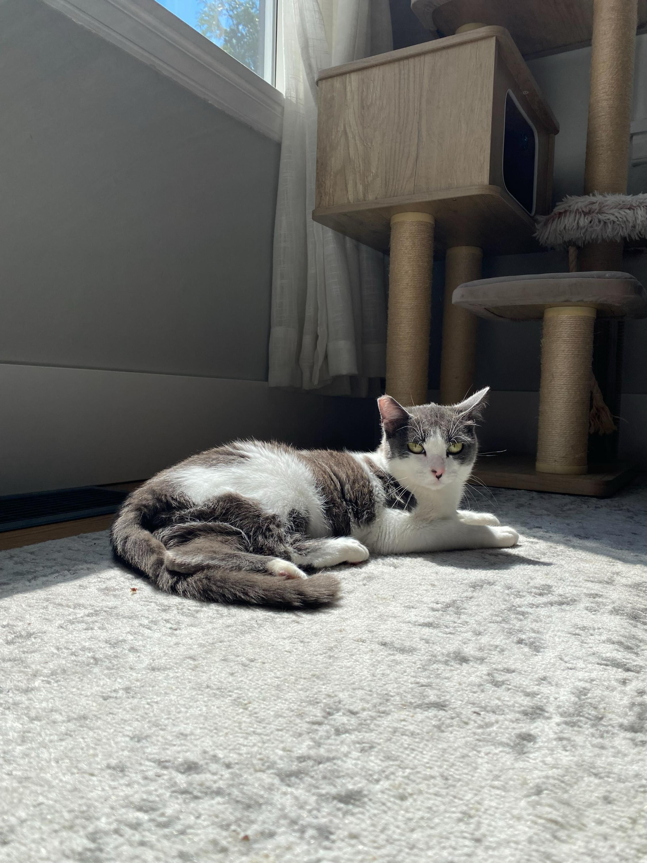 Tina and Louise, a ADOPTABLE Domestic Short Hair in Seattle, WA image 5/6