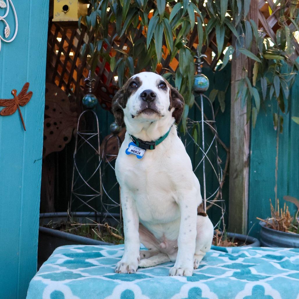Merck, Adoptable, Puppy Male Hound.