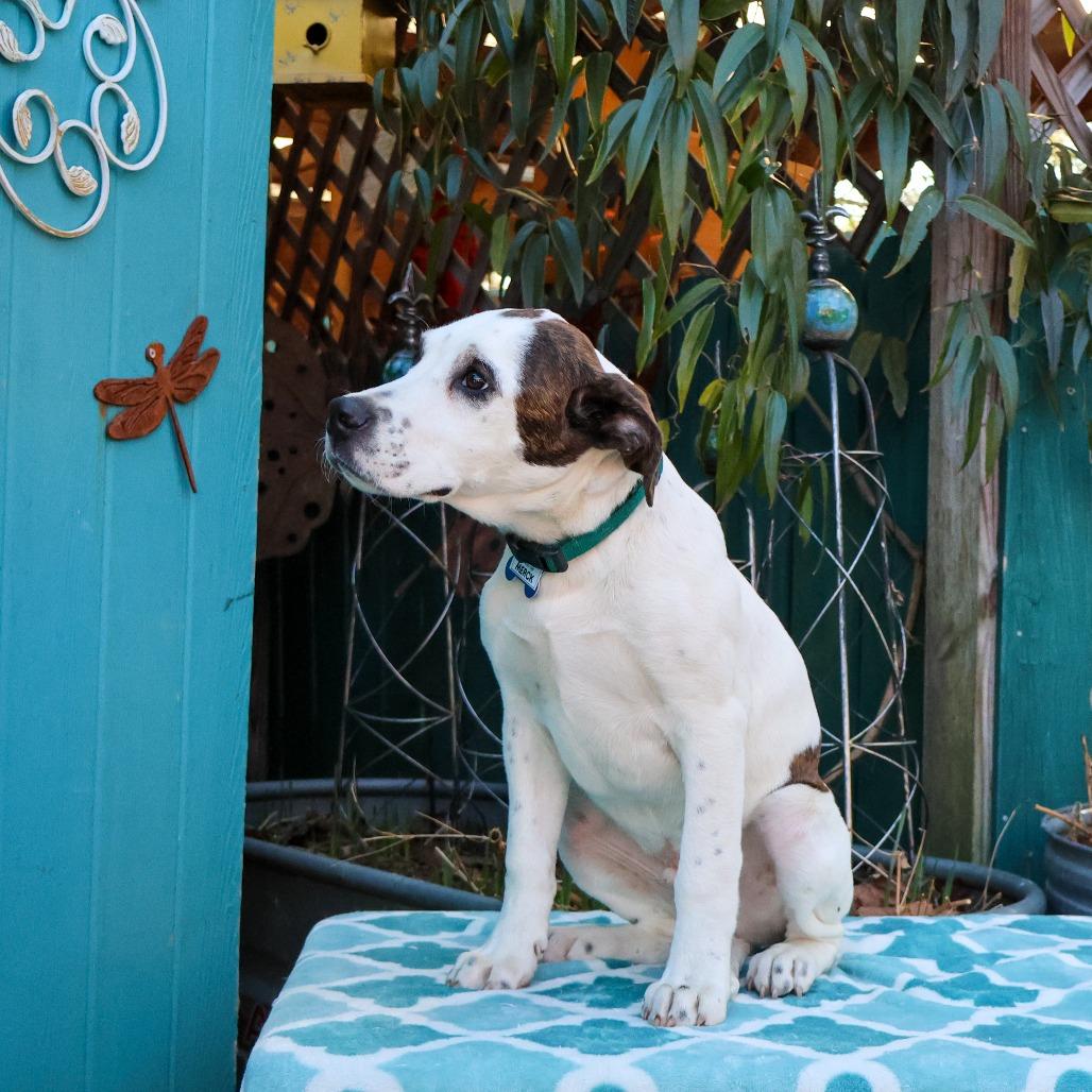 Enlarge Merck, a Adoptable Hound in Wake Forest, NC image 2/3