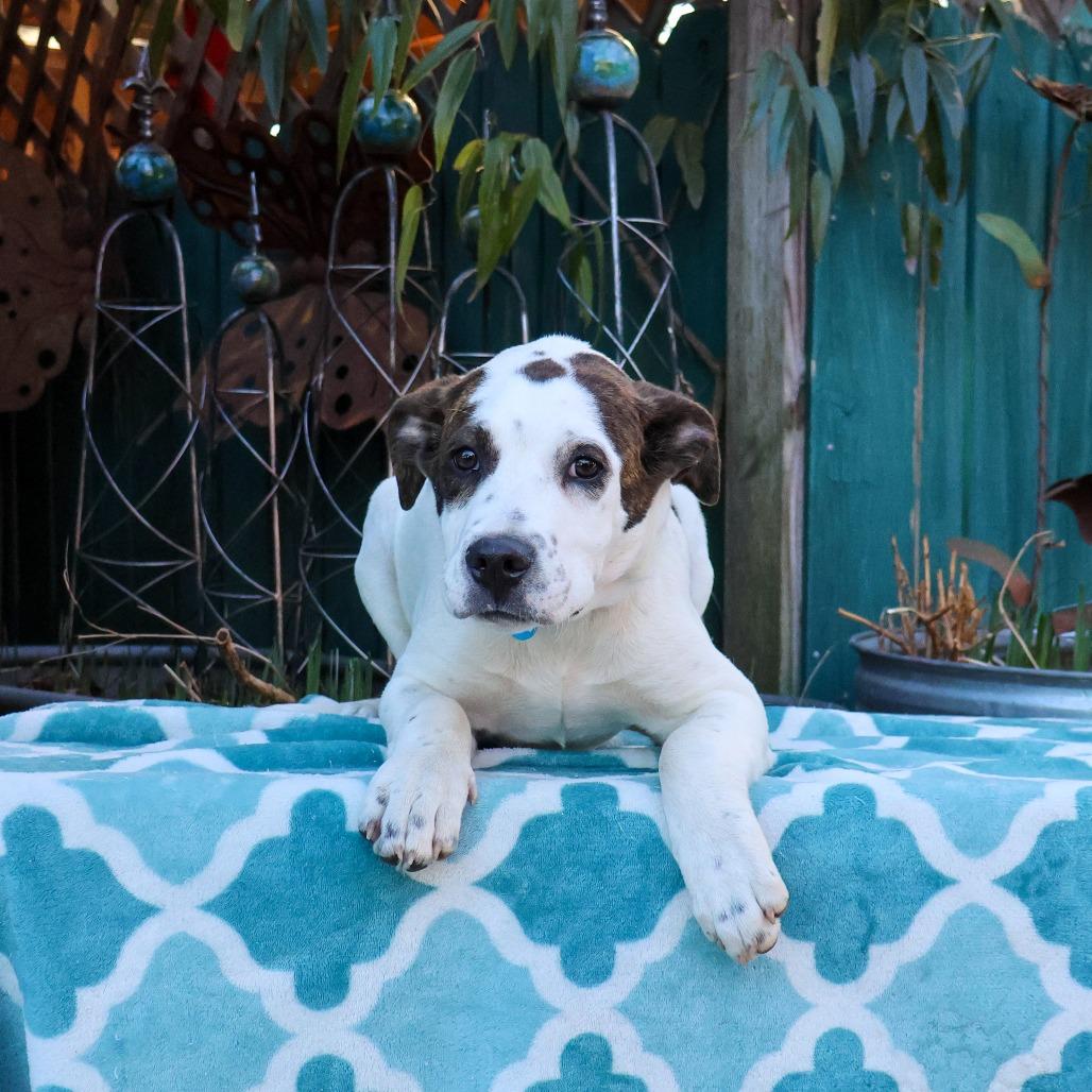 Enlarge Merck, a Adoptable Hound in Wake Forest, NC image 3/3