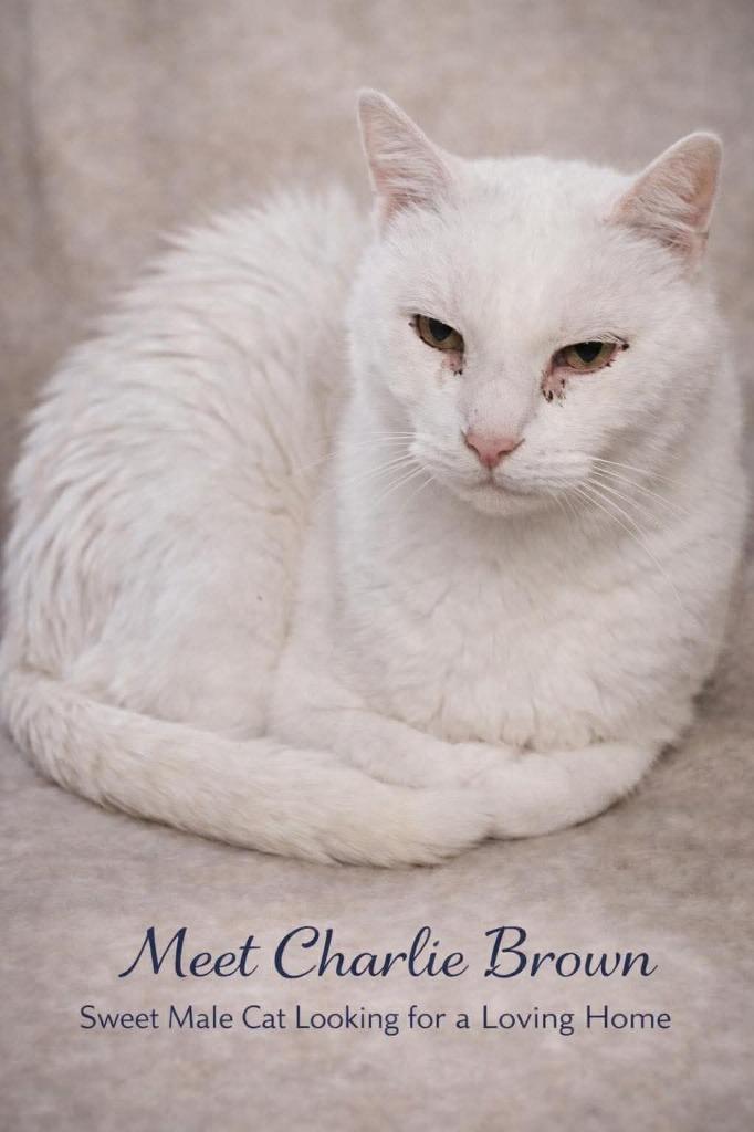 Enlarge Charlie Brown, a Adoptable mixed breed in Maryville, TN image 1/1