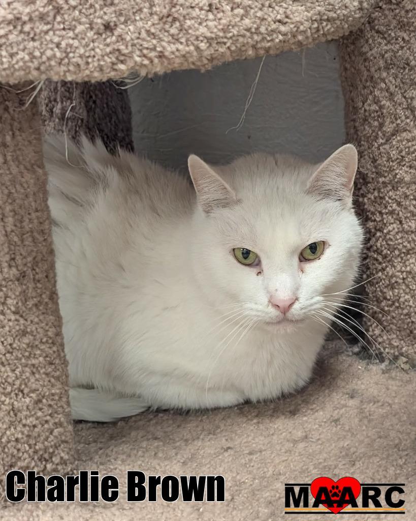 Enlarge Charlie Brown, a Adoptable mixed breed in Maryville, TN image 2/2