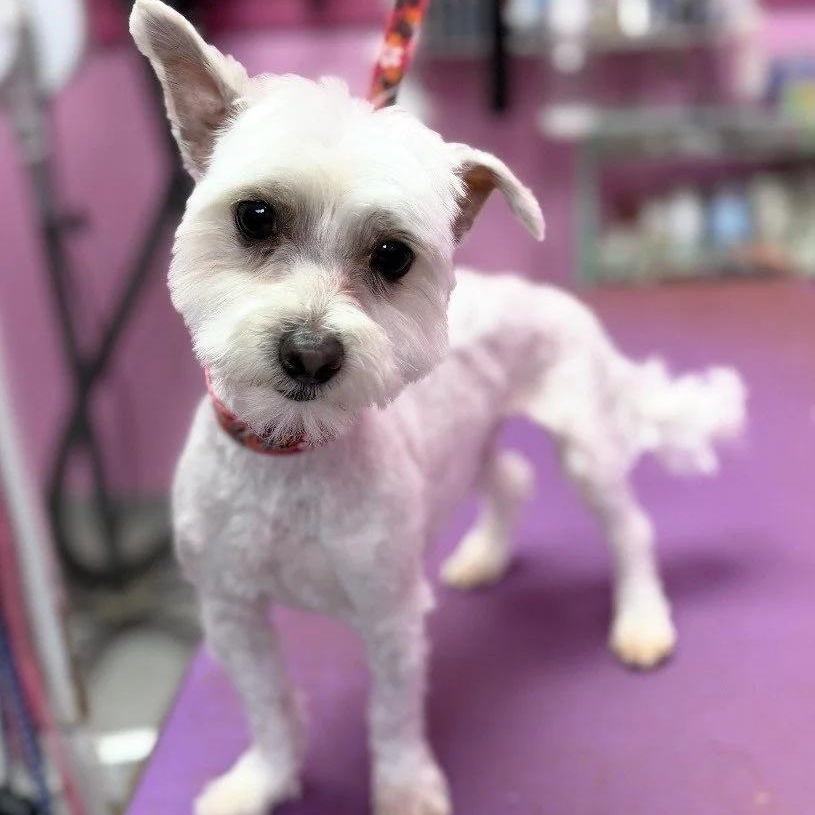 Enlarge Finn-Courtesy Posting for PRCT, an adopted Maltese in Somerville, MA image 1/1