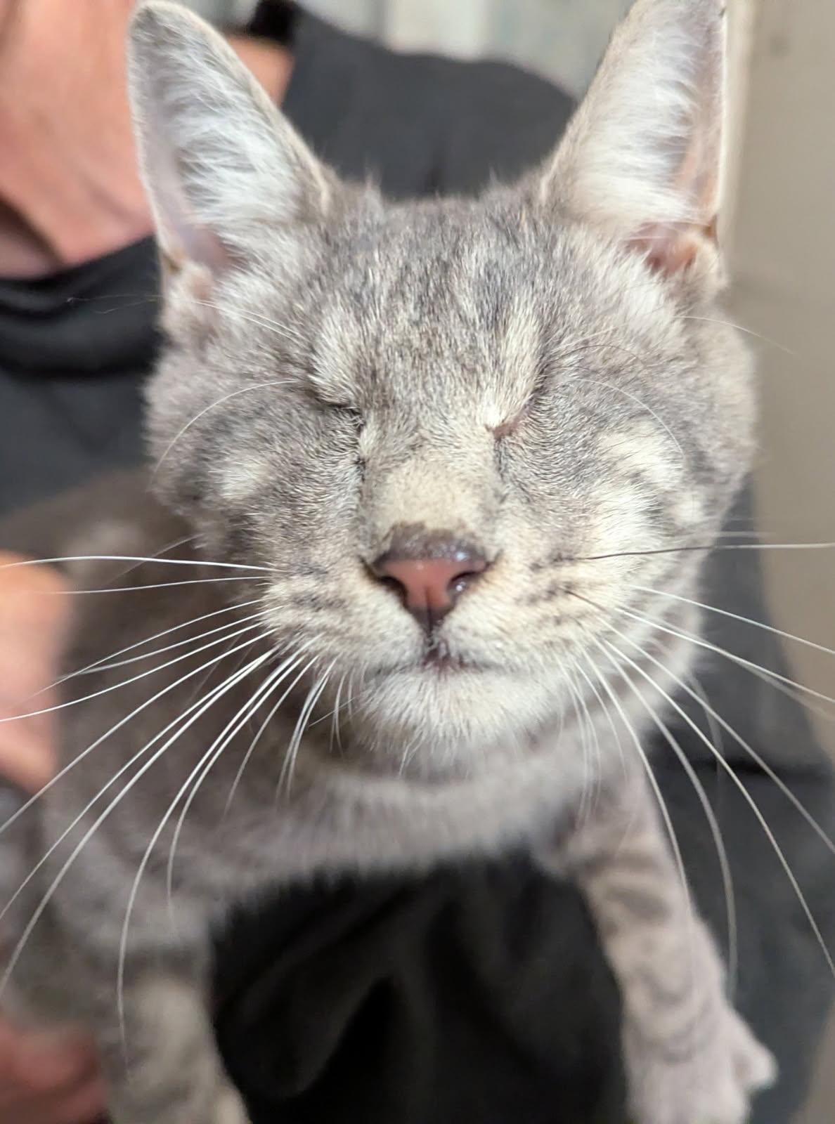 Enlarge Stevie, a ADOPTABLE Domestic Short Hair in Washington Grove, MD image 1/1