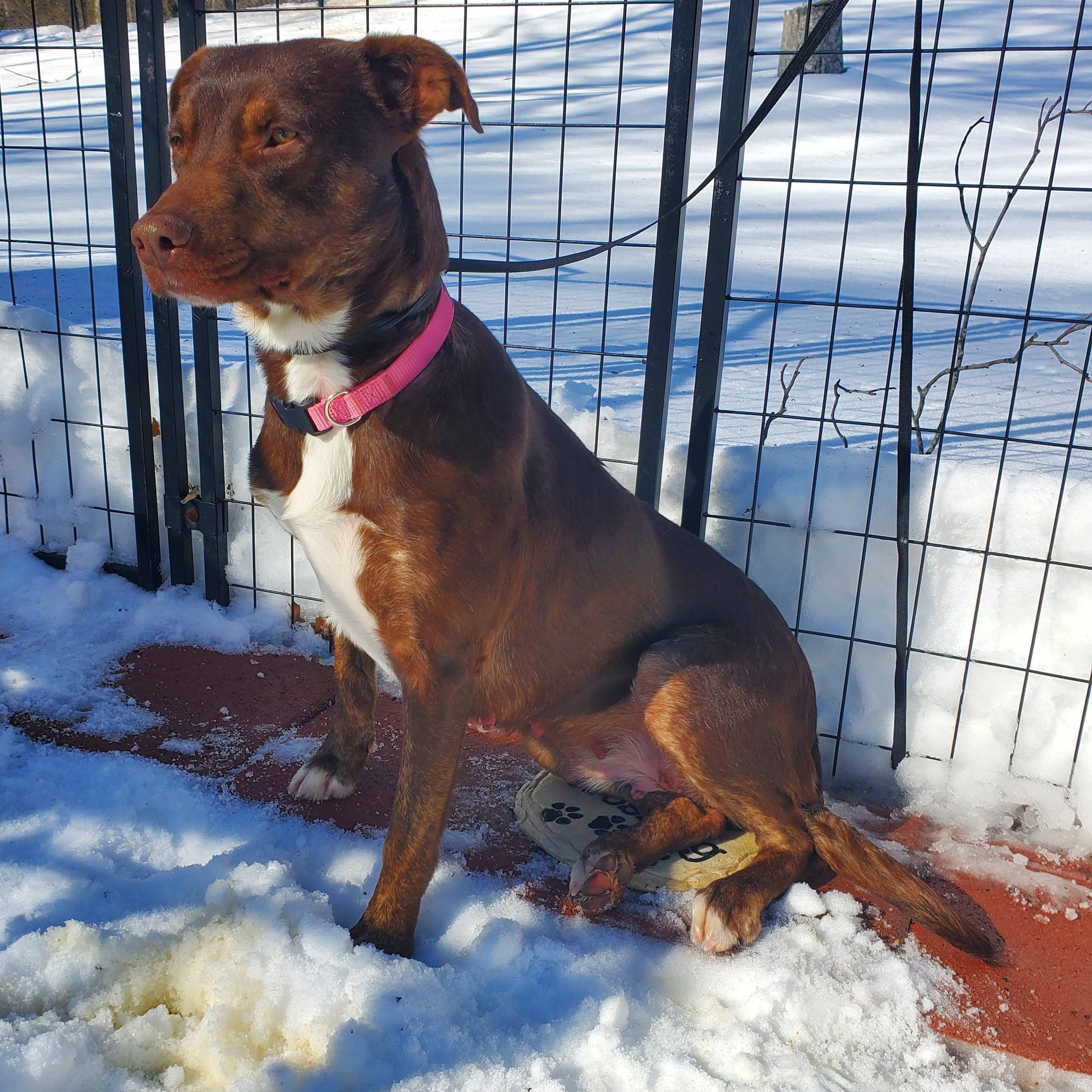 Enlarge Brownie, a Adoptable mixed breed in Blairstown, NJ image 1/5