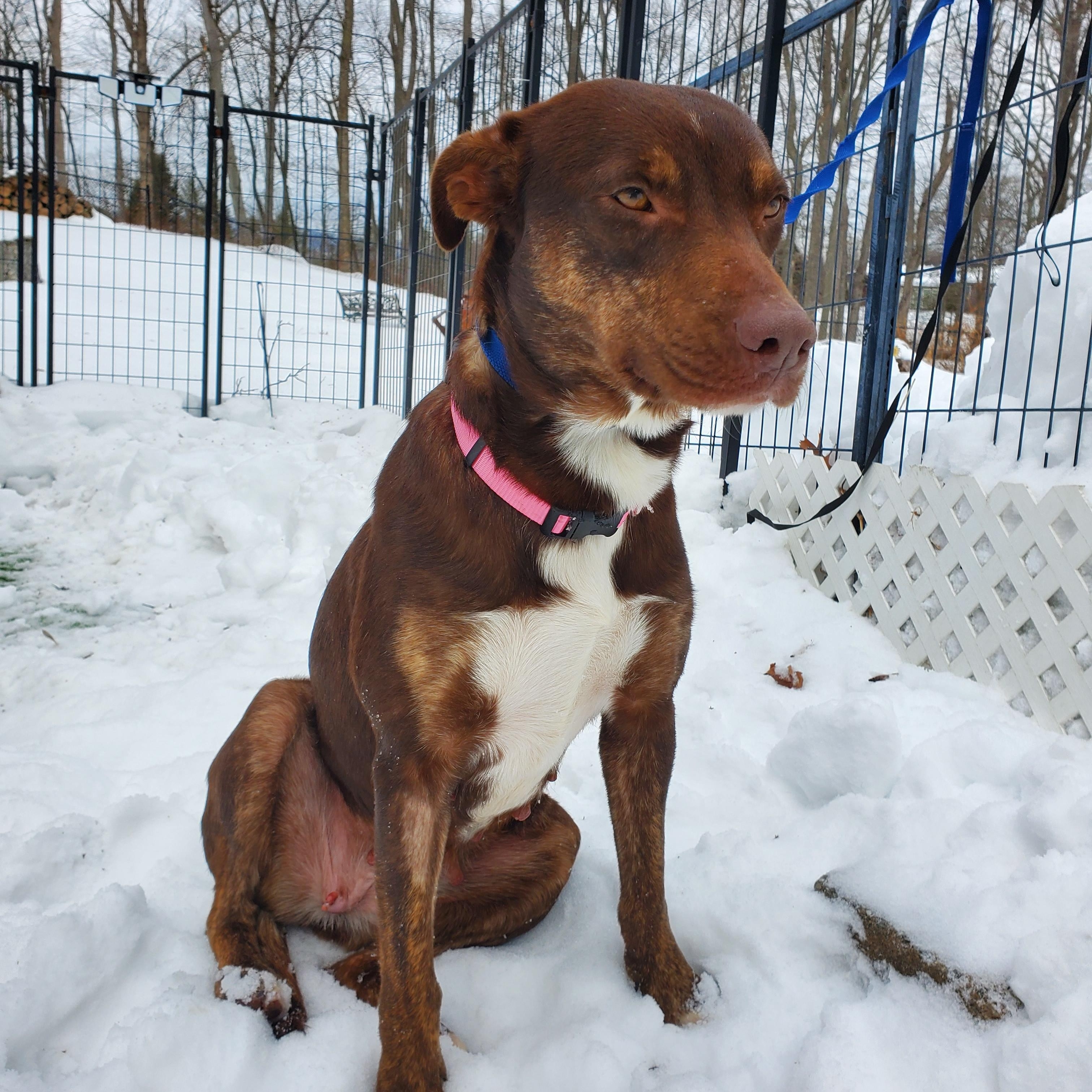 Enlarge Brownie, a Adoptable mixed breed in Blairstown, NJ image 5/5