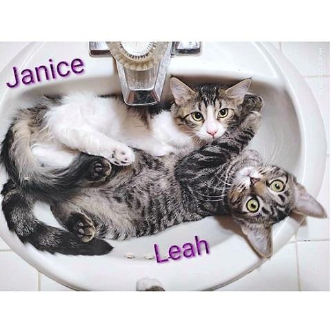 Leah, an adoptable Tabby in Salt Lake City, UT, 84109 | Photo Image 1