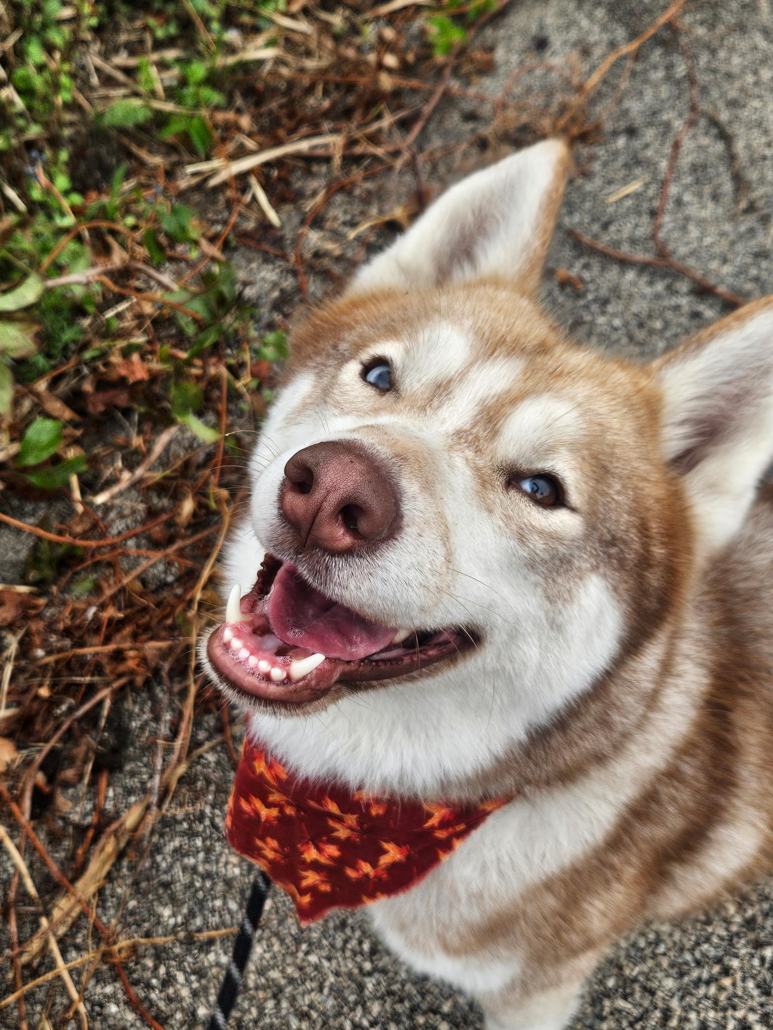 Enlarge Kiko, a Adopted Husky in Mokena, IL image 5/5