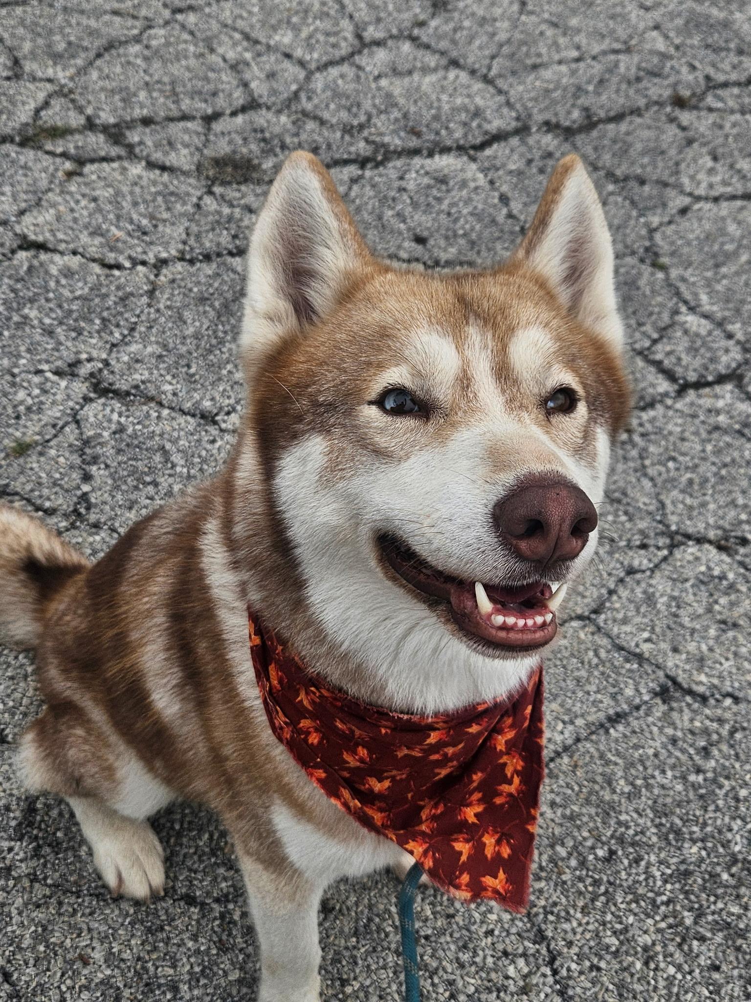 Enlarge Kiko, a Adopted Husky in Mokena, IL image 2/5