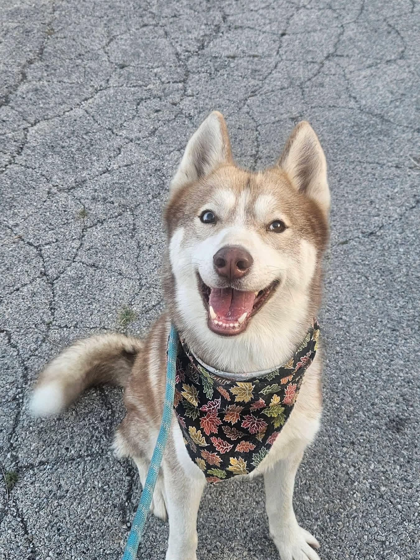 Enlarge Kiko, a Adopted Husky in Mokena, IL image 3/5