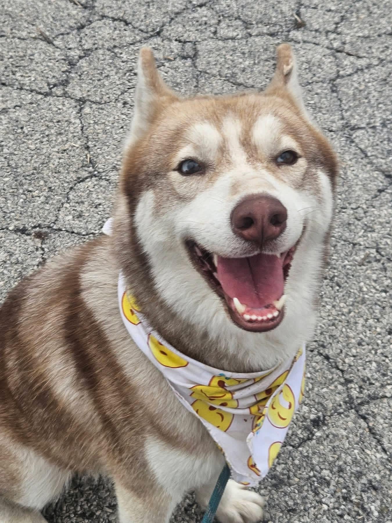 Enlarge Kiko, a Adopted Husky in Mokena, IL image 4/5