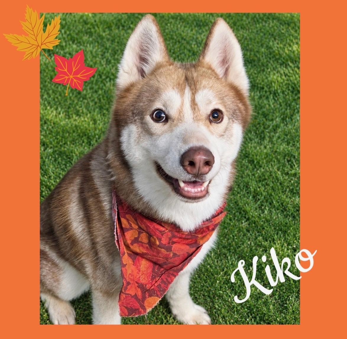 Kiko, Adopted, Adult Male Husky.