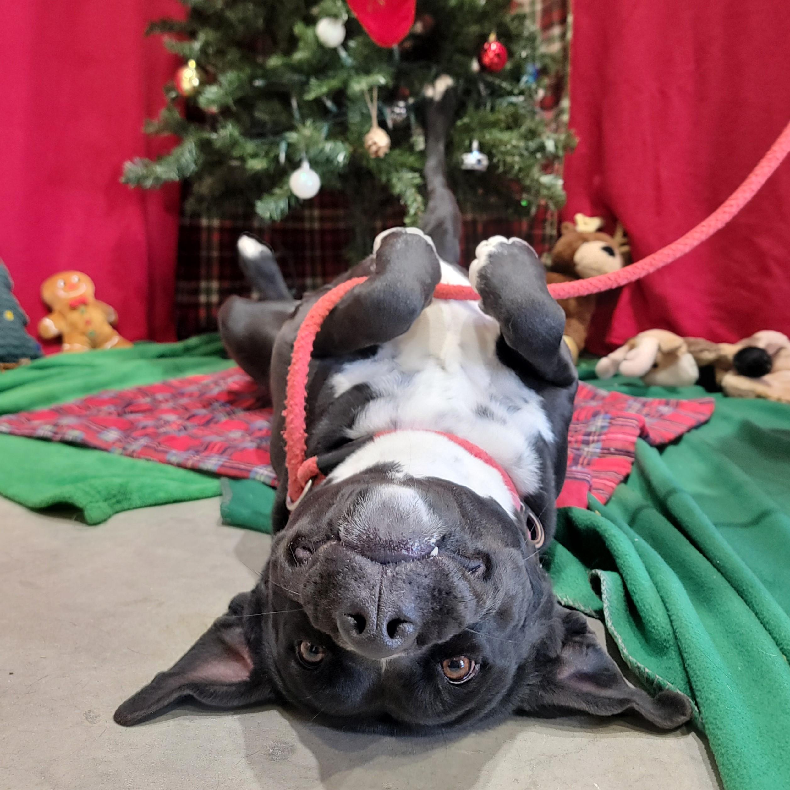 Enlarge Mavis, a Adoptable mixed breed in ALPINE, TX image 1/6