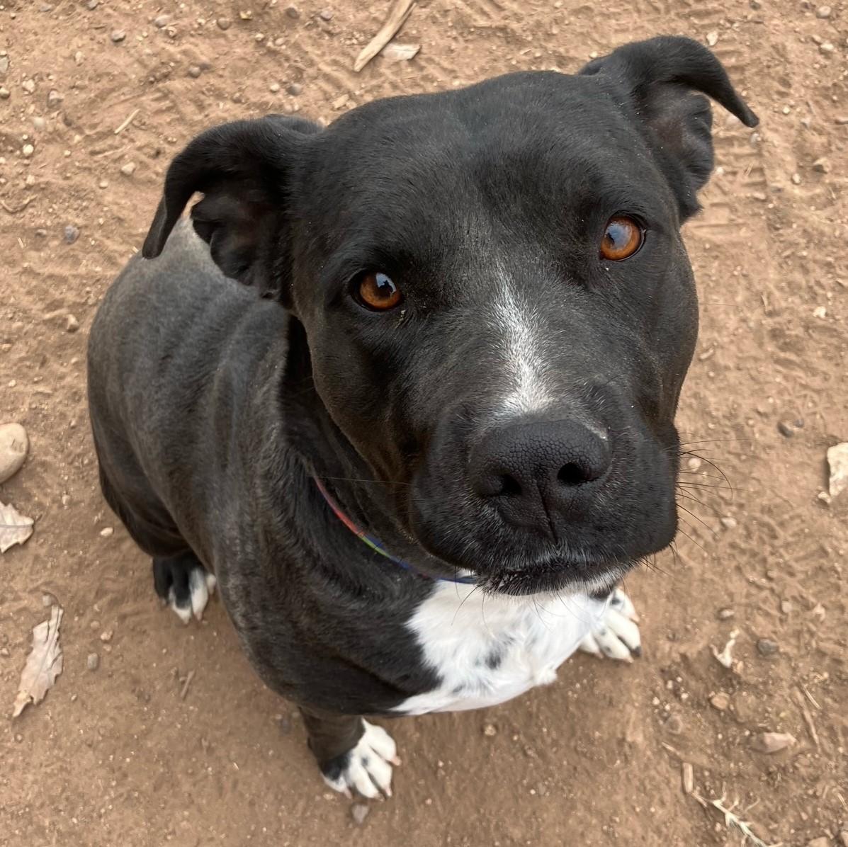 Enlarge Mavis, a Adoptable mixed breed in ALPINE, TX image 2/6