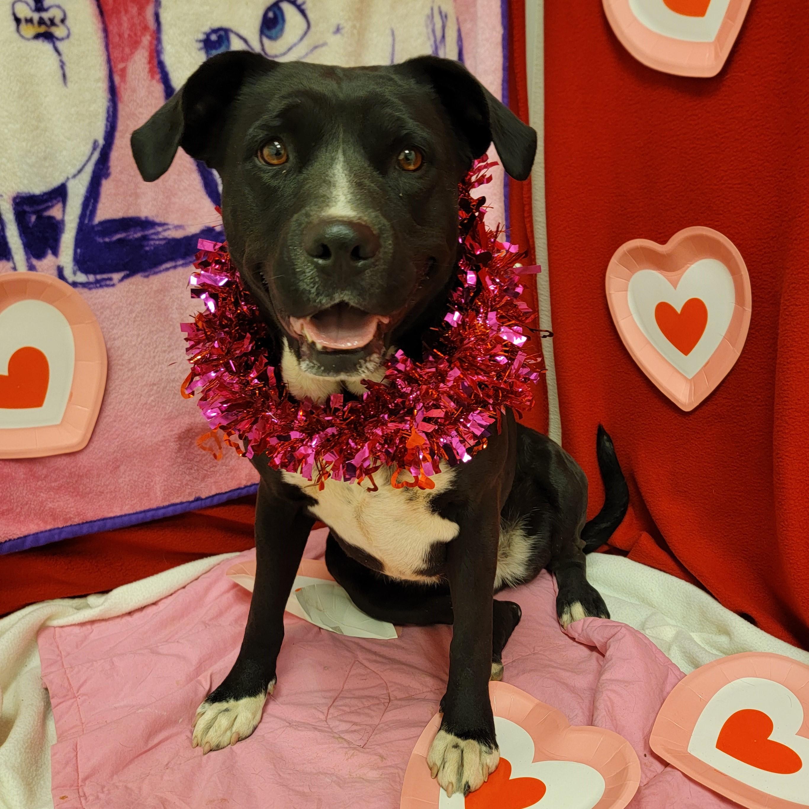 Enlarge Mavis, a Adoptable mixed breed in ALPINE, TX image 2/6