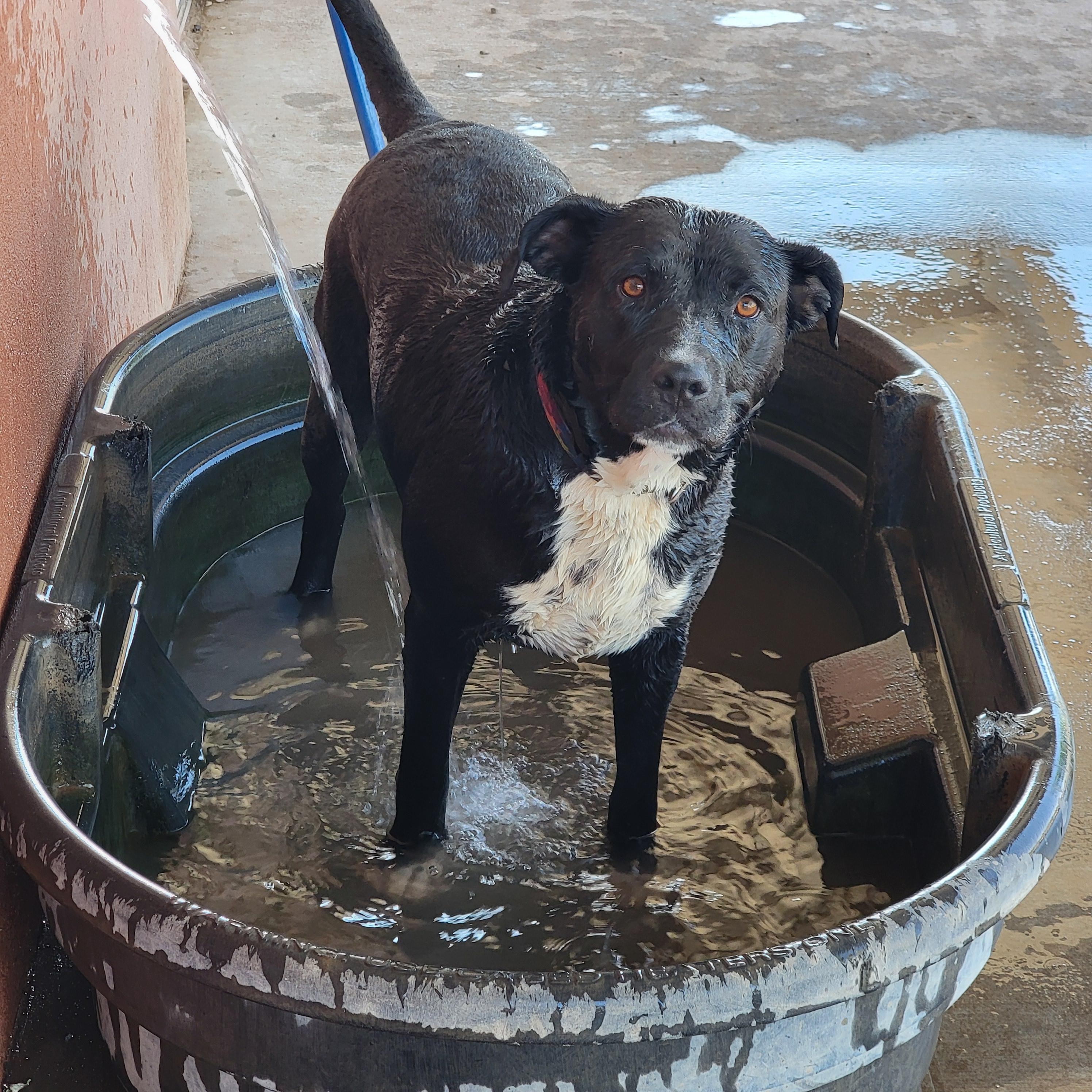 Enlarge Mavis, a Adoptable mixed breed in ALPINE, TX image 3/6