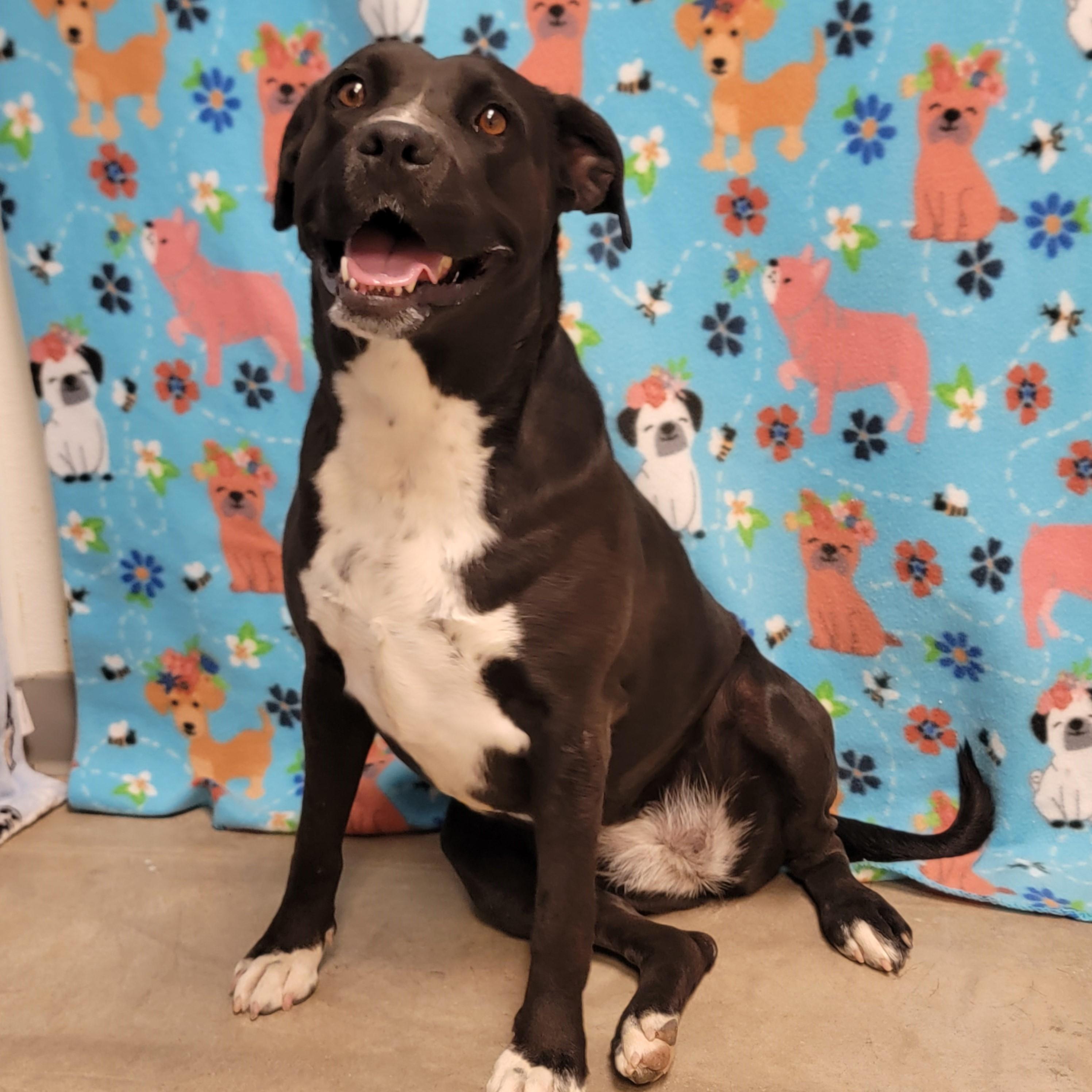 Enlarge Mavis, a Adoptable mixed breed in ALPINE, TX image 4/6