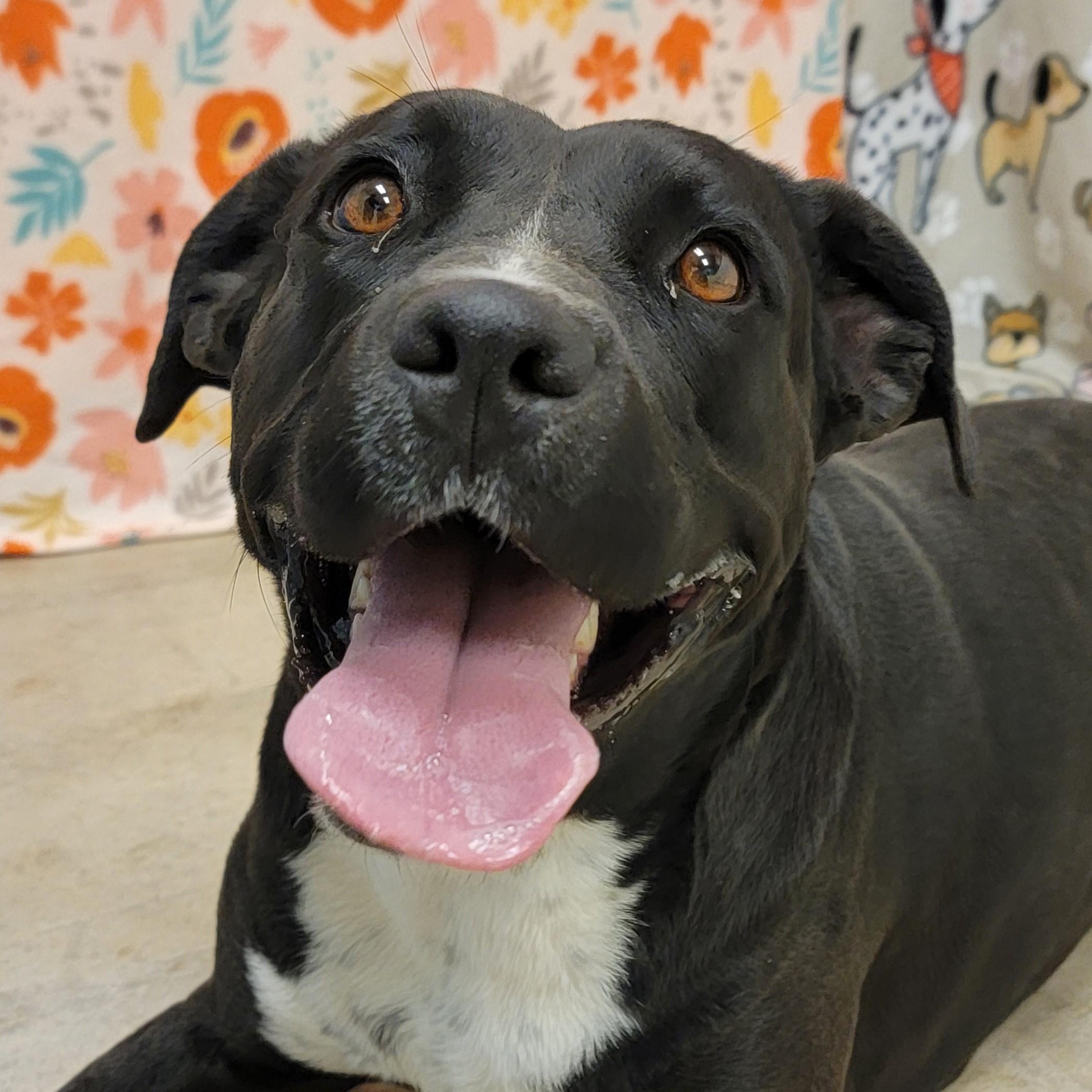 Mavis, Adoptable, Adult Female Labrador Retriever.