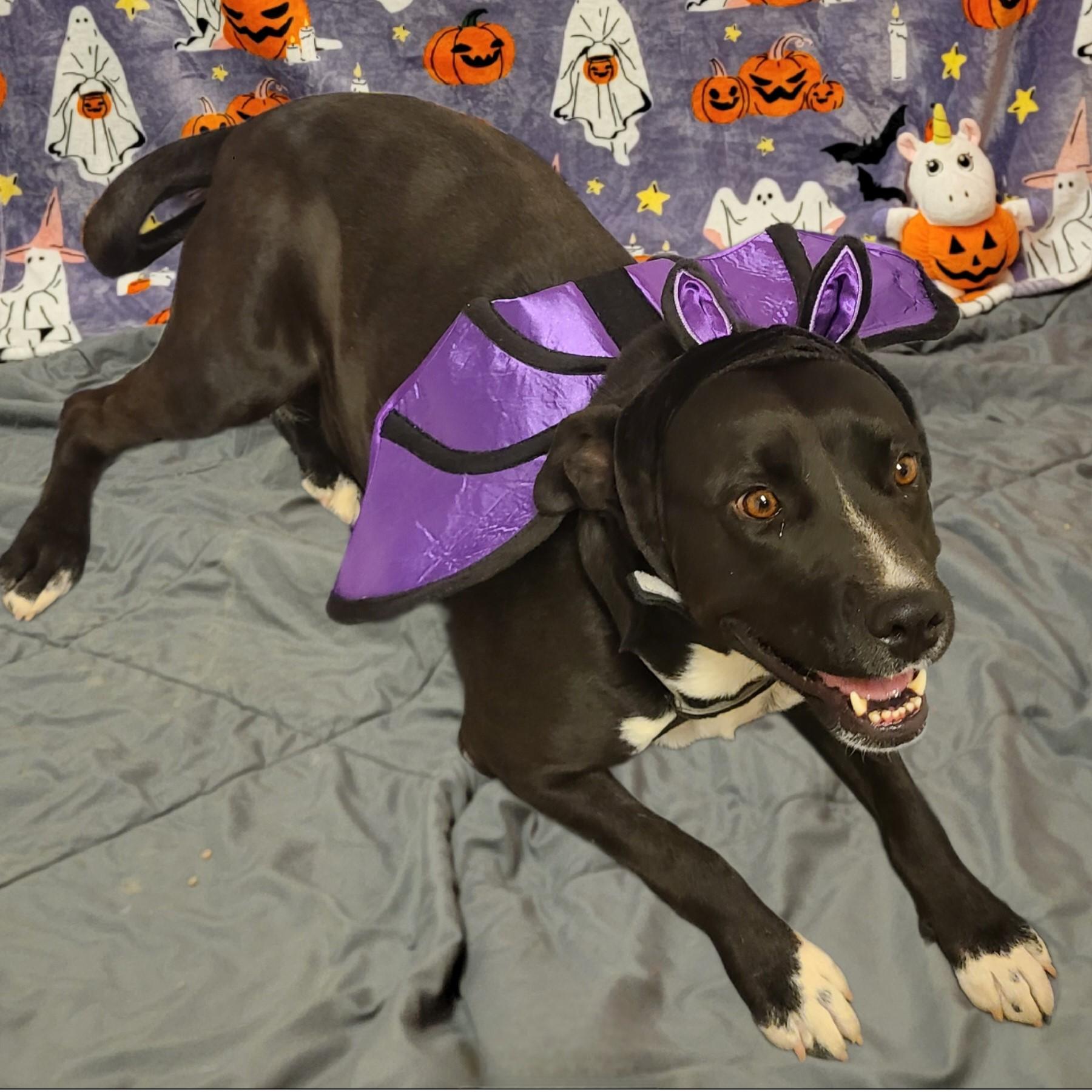 Enlarge Mavis, a Adoptable mixed breed in ALPINE, TX image 6/6