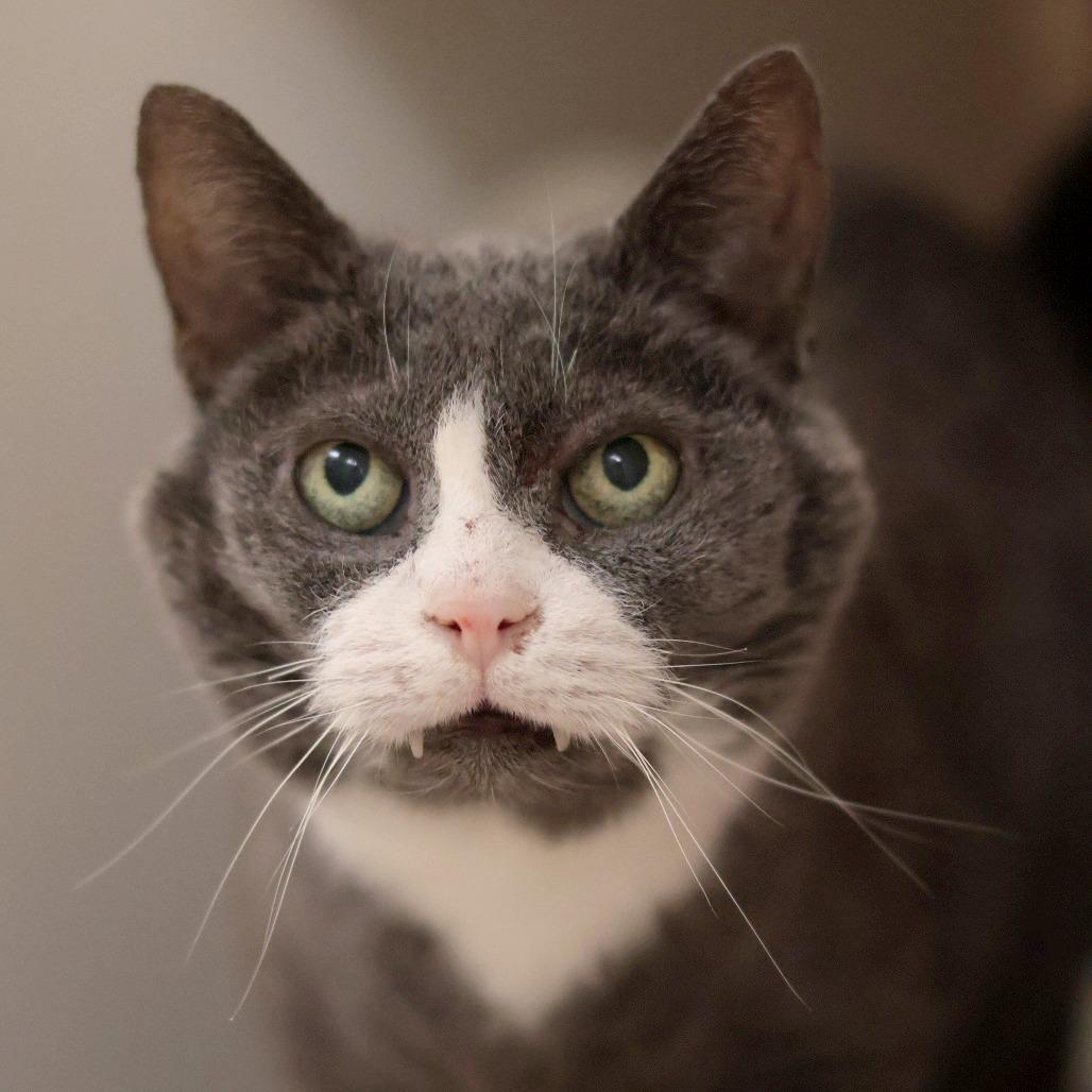 Gradient, Adoptable, Senior Female Domestic Short Hair.