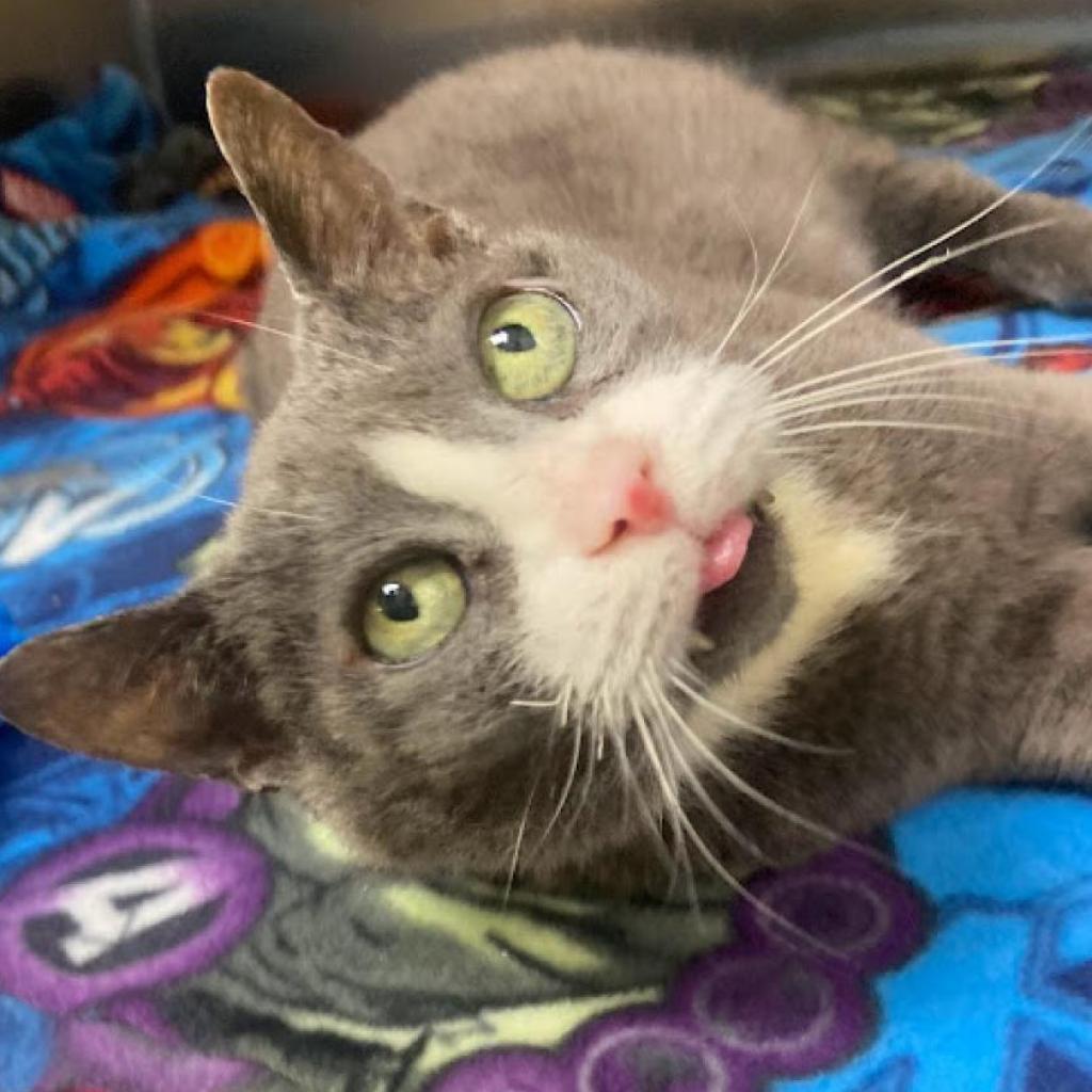 Gradient, a Adoptable Domestic Short Hair in Philadelphia, PA image 1/6