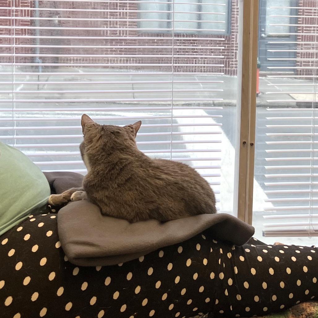 Gradient, a Adoptable Domestic Short Hair in Philadelphia, PA image 3/6