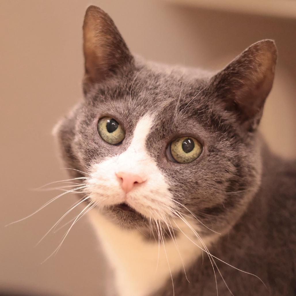Gradient, a Adoptable Domestic Short Hair in Philadelphia, PA image 4/6