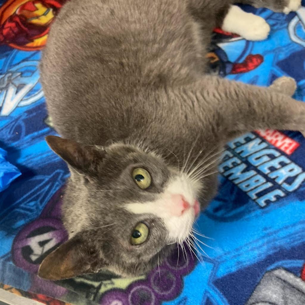 Gradient, a Adoptable Domestic Short Hair in Philadelphia, PA image 6/6