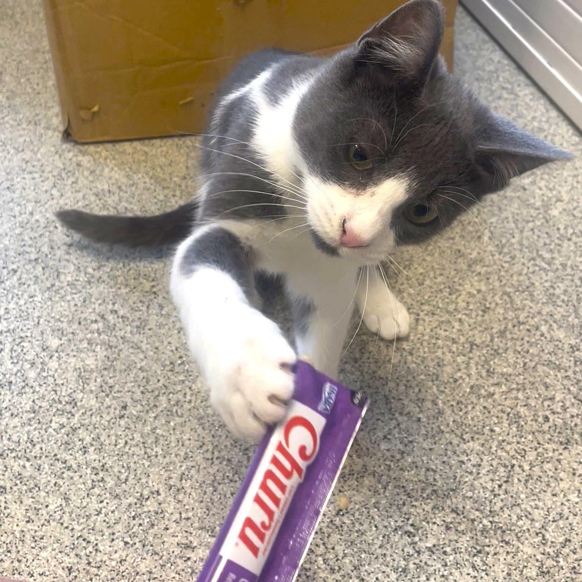 Enlarge Dean, an adoptable Domestic Short Hair in Cooperstown, NY image 2/6