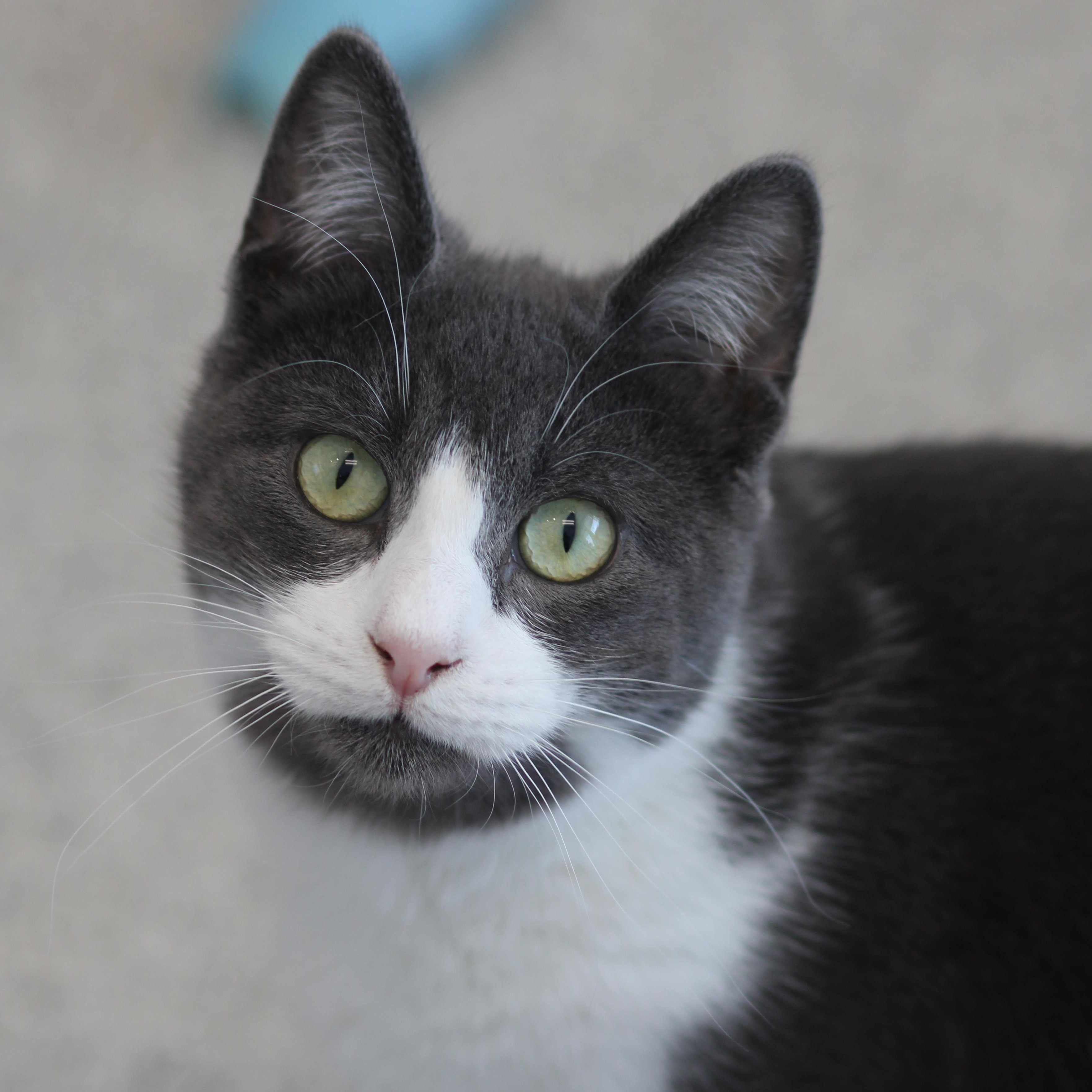 Enlarge Dean, an adoptable Domestic Short Hair in Cooperstown, NY image 4/6